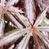 Leaf detail of Acer Palmatum Trompenburg tree, buy online UK delivery