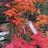 Acer vitifolium tree showcasing stunning autumn foliage in rich red orange and yellow tones