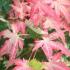 Acer Palmatum Orido Nishiki to Buy UK.