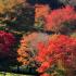 Acer specimen trees have spectacular Autumn foliage colours, here growing in an arboretum in the UK