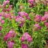 Achillea Millefolium Cerise Queen. Yarrow Cerise Queen, flowering perennials for sale online UK delivery.