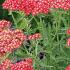 Achillea Millefolium Summer Berries. Achillea Summer Berries perennials for sale online with UK delivery