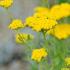 Achillea Tomentosa Aurea. Achillea Aurea. Woolly Yarrow perennial plants for sale with UK and Ireland delivery.