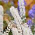 Actaea Simplex Brunette Baneberry Brunette Bugbane