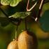 Actinidia Deliciosa Jenny Boskoop or Kiwifruit Jenny Boskoop, hardy self-pollinating kiwifruit climber