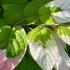 Actinidia kolomikta with variegated green, white, and pink foliage