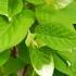 Actinidia kolomikta with variegated green and white foliage