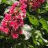 Aesculus Carnea Briotti, Red Horse Chestnut Briotti, large deciduous flowering tree with panicles of red flowers (hence red horse chestnut) in late spring