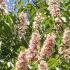 Aesculus Hippocastanum is more commonly known as Horse Chestnut, a native deciduous tree with lovely flowers and horse chestnuts in autumn, buy UK.