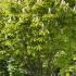 Aesculus Hippocastanum Pyramidalis or Columnar Horse Chestnut, ideal for smaller spaces