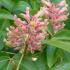 Aesculus Mutabilis Induta or Aesculus Mutabilis Rosea Nana or Induta Dwarf Apricot Flowered Chestnut