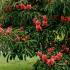 Aesculus Mutabilis Induta or Aesculus Mutabilis Rosea Nana or Induta Dwarf Apricot Flowered Chestnut