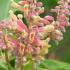 Aesculus Pavia, Red Buckeye small deciduous flowering tree