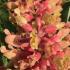 Aesculus Pavia Koehnei Dwarf Red Buckeye Dwarf Chestnut, flowering - buy online UK delivery