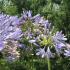 Agapanthus Blue Storm African Lily