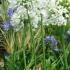 Agapanthus Africanus Albus is a beautiful perennial lily for sale at our London garden centre.