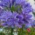 Agapanthus africanus Pitchoune Blue African Lily with blue flowers