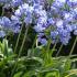 Agapanthus Africanus Pitchoune Blue African Lily Perennial