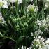 African white lily plants, Agapanthus Albus, for sale, London garden centre, UK