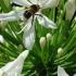 Agapanthus White African lily is loved by bees, buy online UK