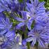 Agapanthus Dr Brouwer flowers in full bloom with vibrant blue petals