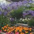 Agapanthus flowering in a coastal garden, UK