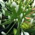 Agapanthus Africanus Albus - white African lily buy online UK