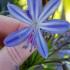 Agapanthus Peter Pan Flower Detail