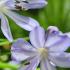 Agapanthus Peter Pan flowers with blue clusters in full bloom