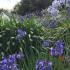 Agapanthus Queen Anne, perfect for Coastal Gardens