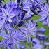 Agapanthus Orientalis Storm Cloud African Lily