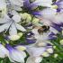 Agapanthus Twister African Lily