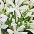 Agapanthus White Storm Flower Close Up