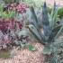 Agave Americana in a Dry Garden Landscape