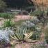 Variegated Agave Americana Stands Out in a Dry Garden Landscape