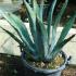 Agave Americana, Succulents, UK