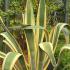 Variegated Agave Americana Variegata or Century plant a succulent that will grow in the UK