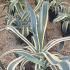 Variegated Agave Americana Variegata growing in the nursery, plants for sale online UK