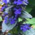 Flower spike of Ajuga Reptans Braunherz, superb ground cover plant for UK gardens