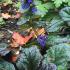 Ajuga Reptans Brunherz growing in a woodland garden in the UK