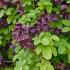 Akebia Quinata Chocolate Vine buy online, delivery to UK and Ireland.