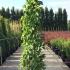 Akebia quinata climber with vibrant green foliage