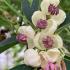 Akebia quinata Cream Form climbing plant with white flowers