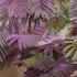 Albizia Julibrissin Chocolate Fountain, chocolate coloured fern-like foliage & an elegant weeping habit. 