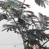 Albizia Julibrissin Evys Pride Persian Silk Chocolate Tree buy online with UK and Ireland delivery.