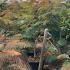 Mature Albizia tree with sprawling branches, feathery foliage