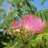 Albizia Julibrissin or Persian Silk Tree with beautiful pink flowers and delicate foliage, plants for sale UK