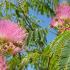 Albizia Julibrissin Ombrella tree flowers are pink with silk like texture - a spectacular floral display