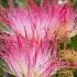 Albizia julibrissin Ombrella tree with pink silky flowers