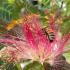 Albizia julibrissin Persian Silk Tree flower